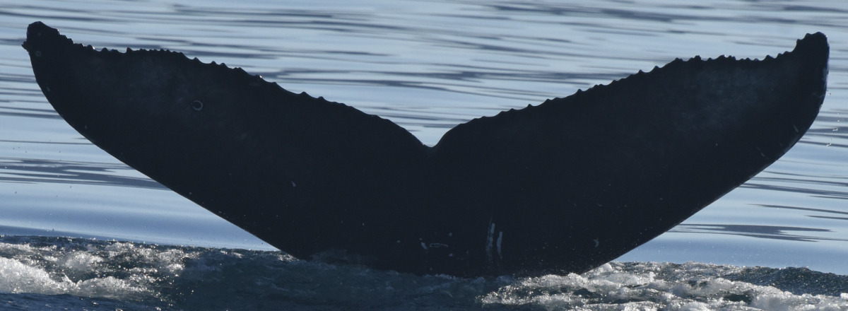 Fluke of HW-MN0524585