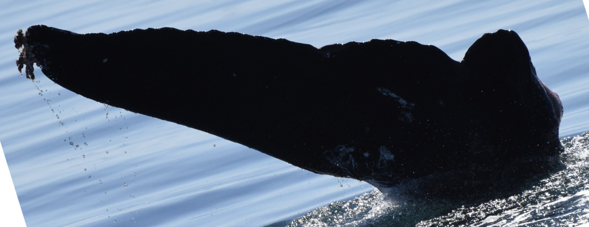 Fluke of HW-MN0524586