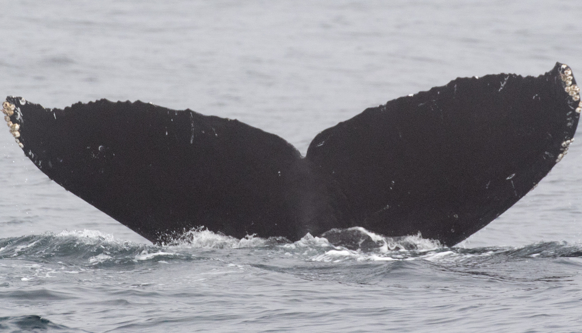 Fluke of CRC-15881
