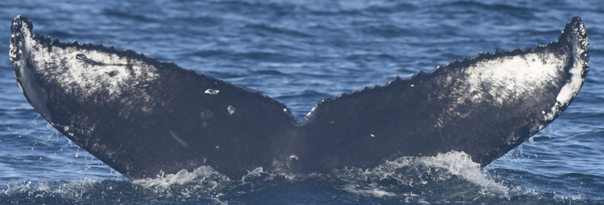 Fluke of HW-MN0524592