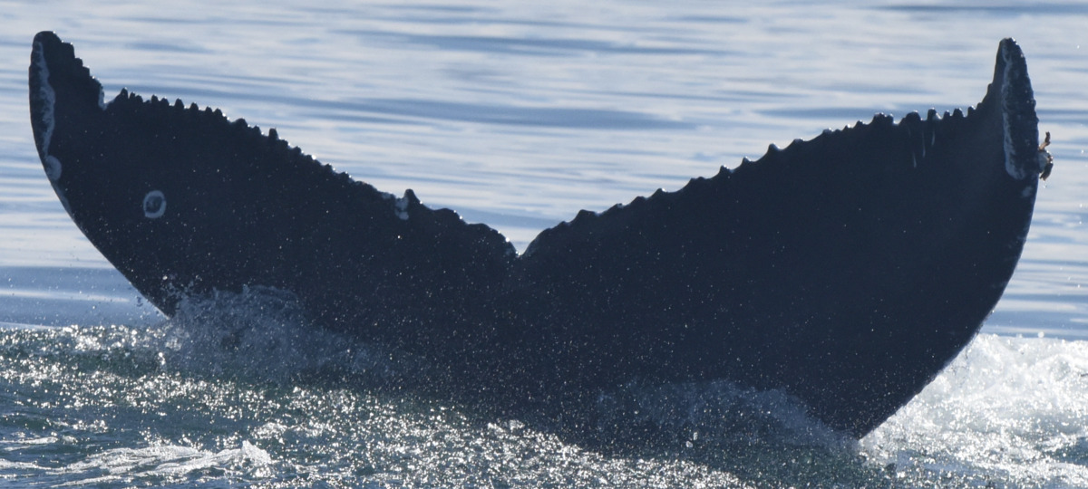 Fluke of HW-MN0524594