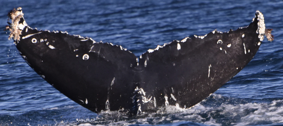 Fluke of HW-MN0524598