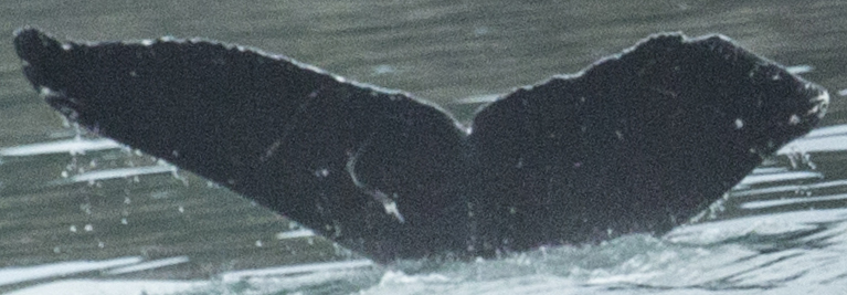 Fluke of Crazytail aka Chompers (Kenai)