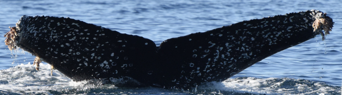 Fluke of HW-MN0524602