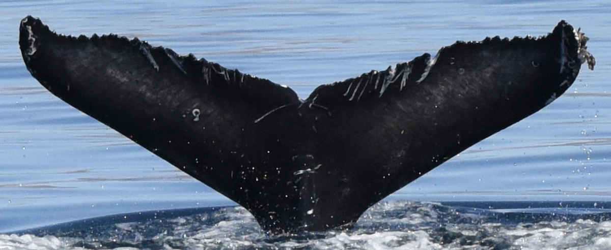 Fluke of HW-MN0524604