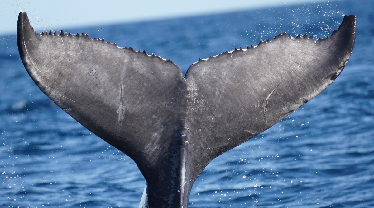 Fluke of 2024-2025 calf of HW-MN0520962