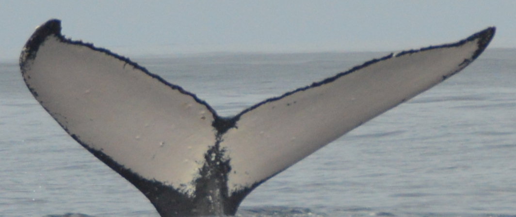 Fluke of Betty White (Seward)