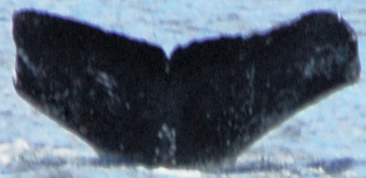 Fluke of ушлый (RCHP)