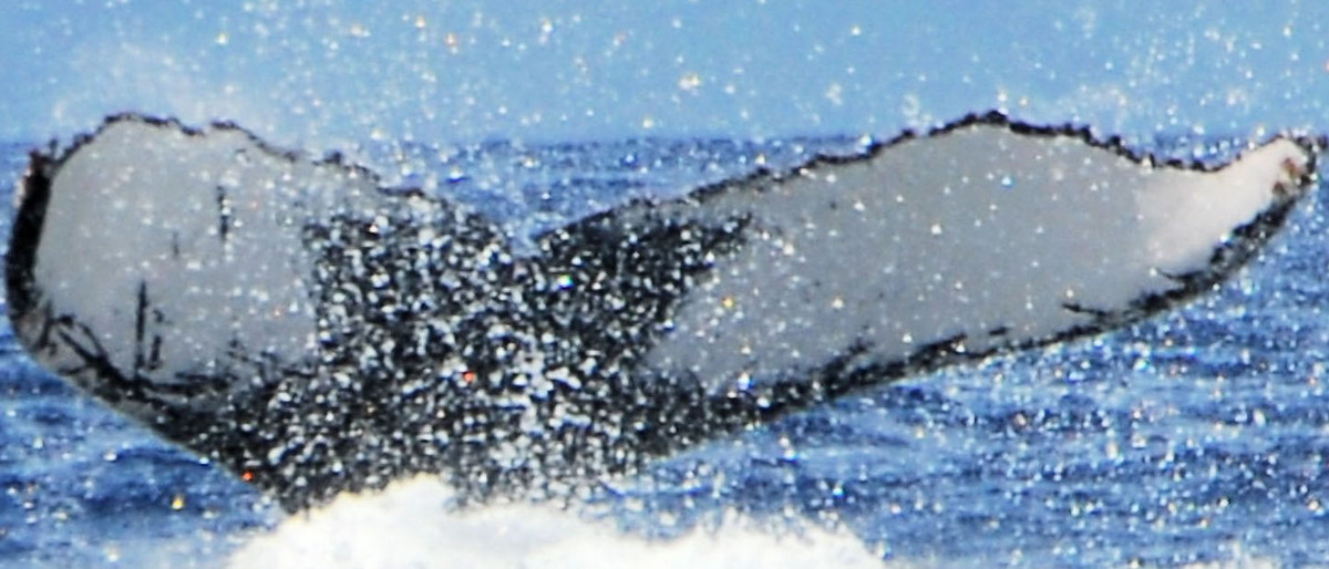 Fluke of HW-MN0440340