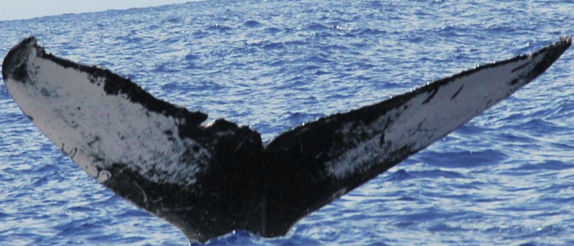 Fluke of HW-MN0440341