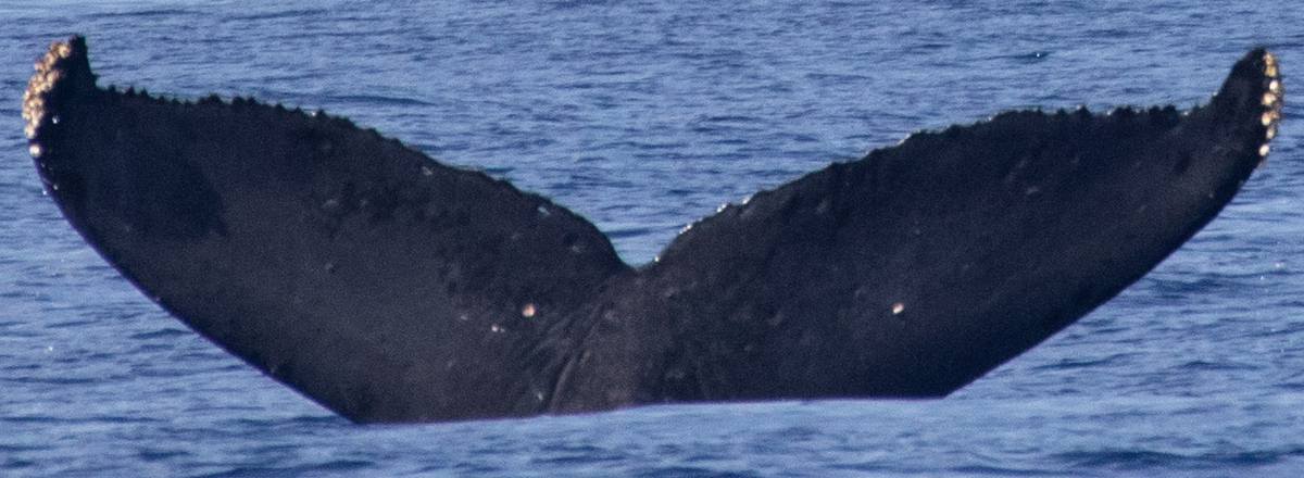 Fluke of HIHWNMS-2025-3-21_O02