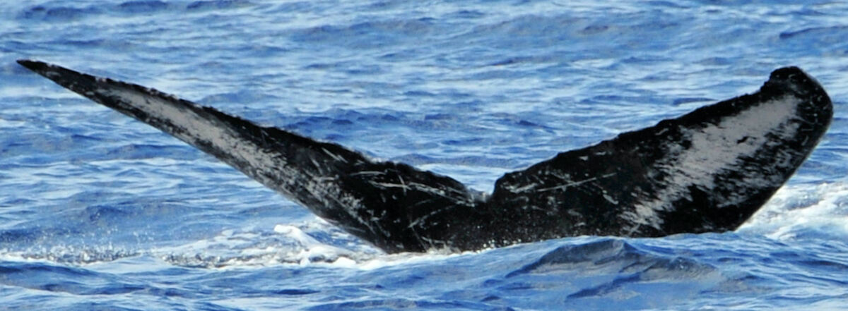 Fluke of HW-MN0440347