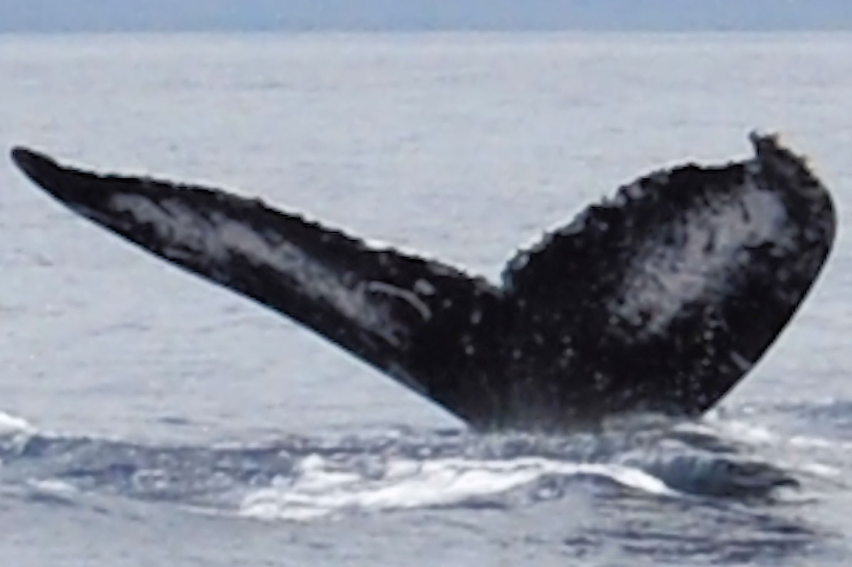 Fluke of HW-MN0440348