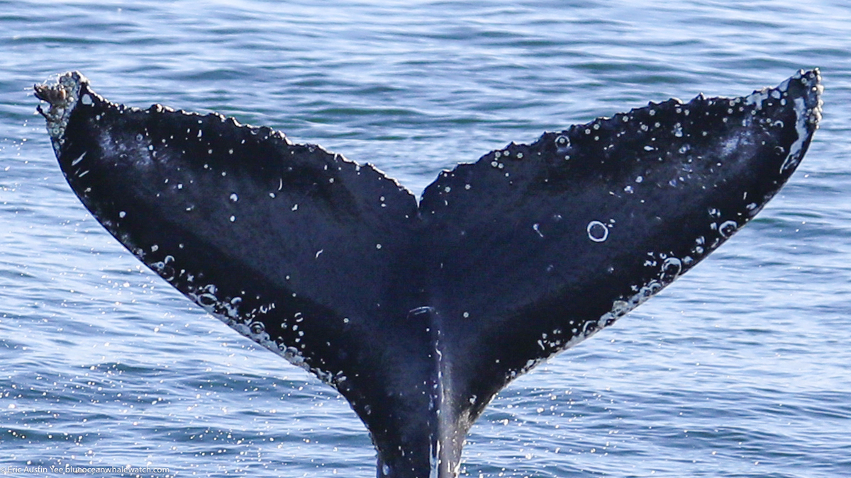 Fluke of HW-MN0503703