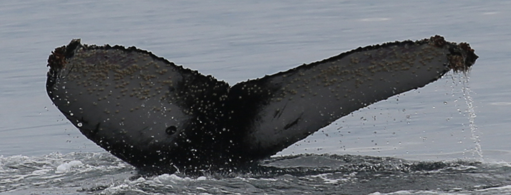 Fluke of HW-MN0503704