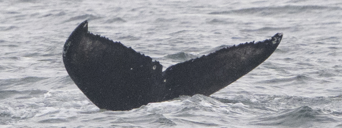 Fluke of HW-MN0503707