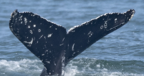 Fluke of HW-MN0503710