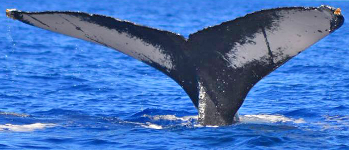 Fluke of Maganda (SE Alaska)