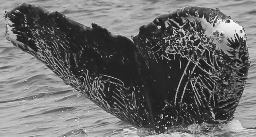 Fluke of CRC-11799