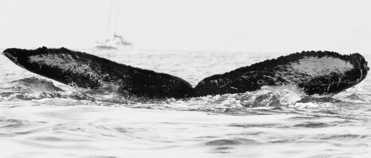 Fluke of CRC-18930
