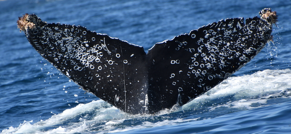 Fluke of HW-MN0524639
