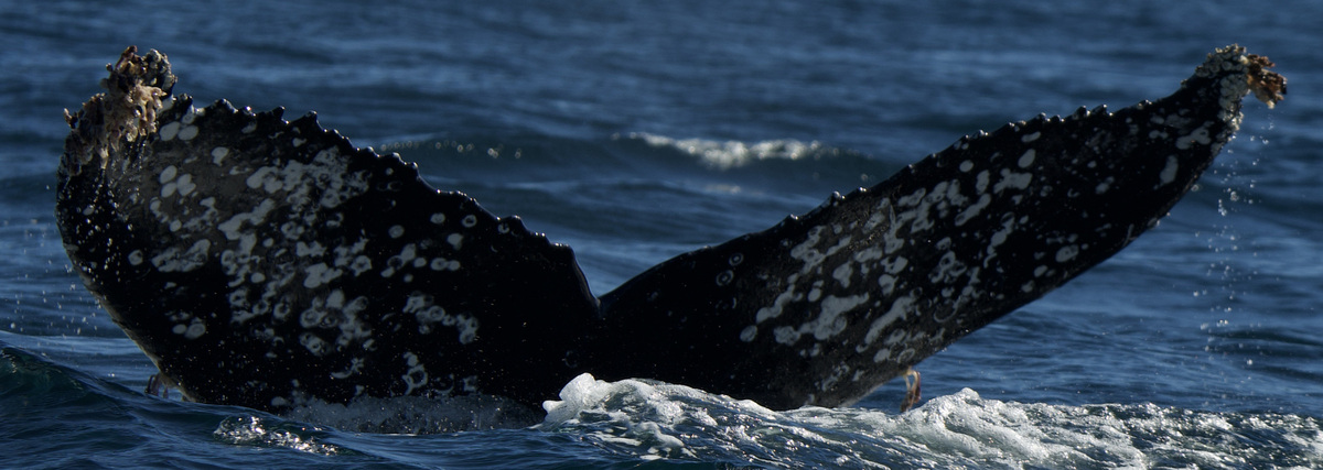 Fluke of HW-MN0524640