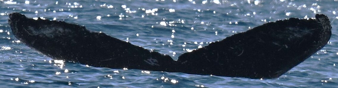 Fluke of HW-MN0524642