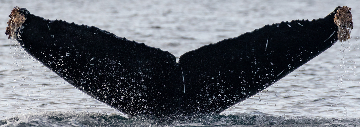 Fluke of HW-MN0524645