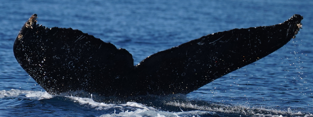 Fluke of CRC-23060