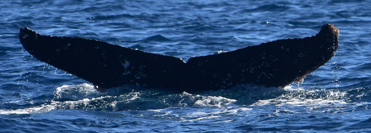 Fluke of HW-MN0524654