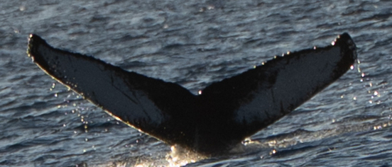 Fluke of HW-MN0445188
