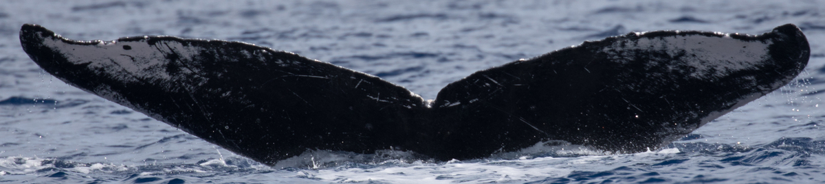 Fluke of HW-MN0440366