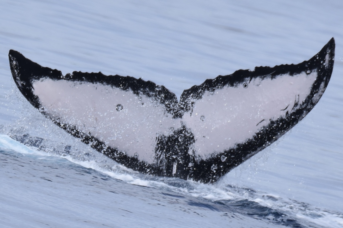 Fluke of HW-MN0445191