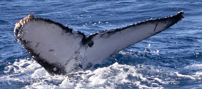 Fluke of HW-MN0445192