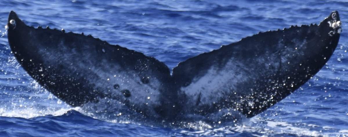 Fluke of HW-MN0445197
