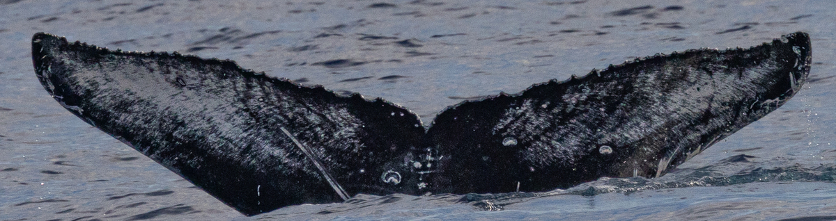 Fluke of HW-MN0445204