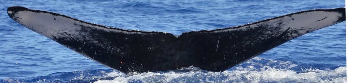 Fluke of Noelani (Hawaii)
