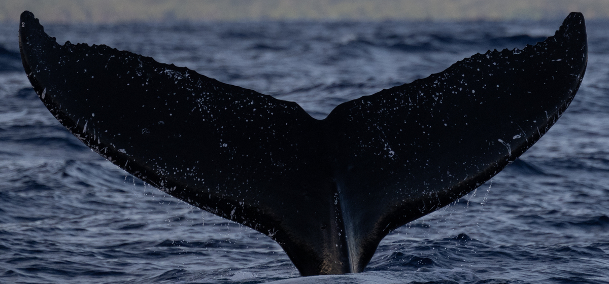 Fluke of HW-MN0445216