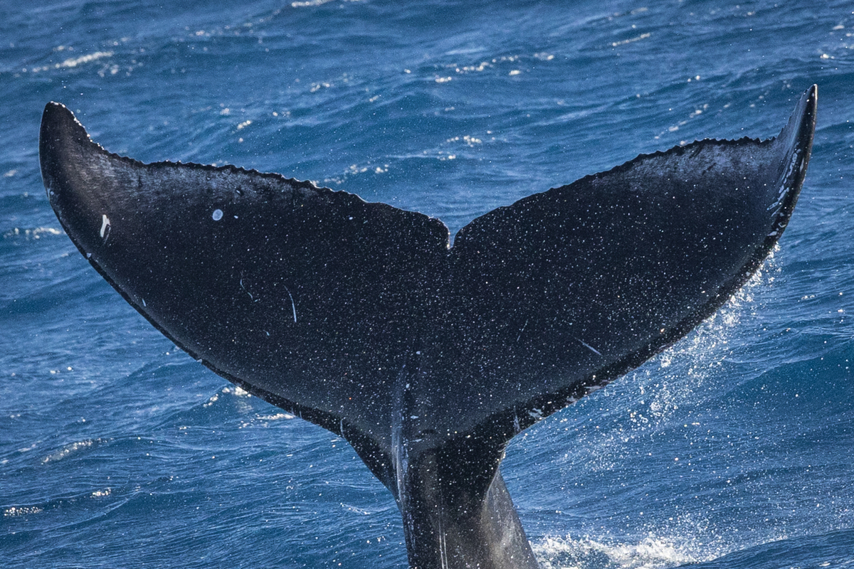 Fluke of BCY0458 calf 2024