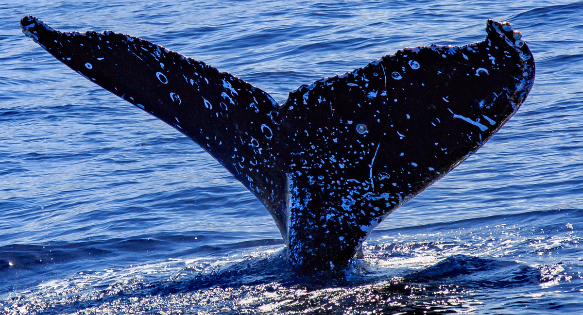 Fluke of HW-MN0445229