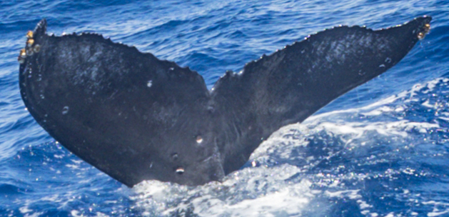 Fluke of HW-MN0445230
