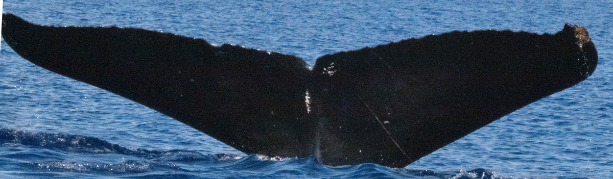 Fluke of HW-MN0445232