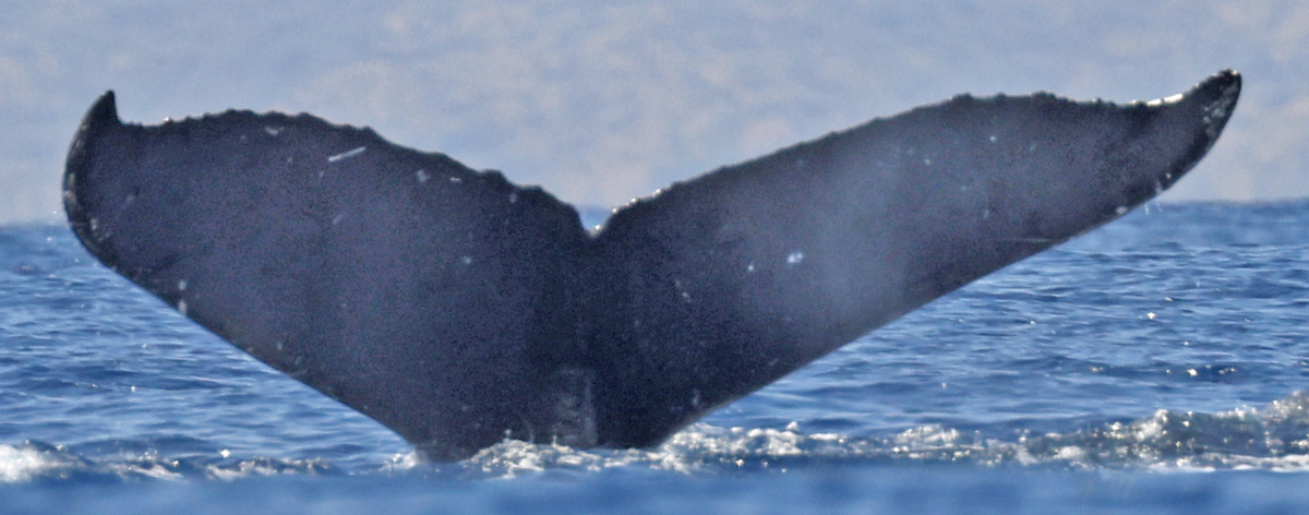 Fluke of HW-MN0445239