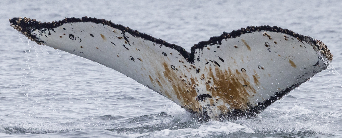 Fluke of HW-MN1307579
