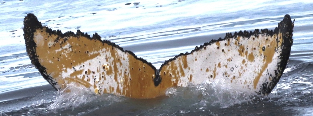 Fluke of HW-MN1307598