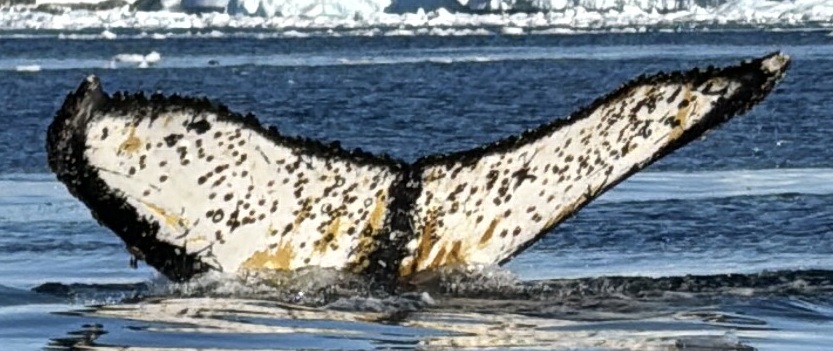 Fluke of BTBEL-Mn25_062N_GMR