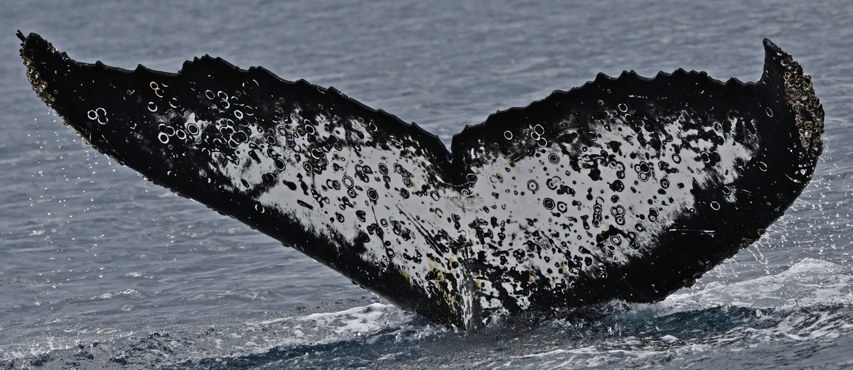 Fluke of HW-MN1307605