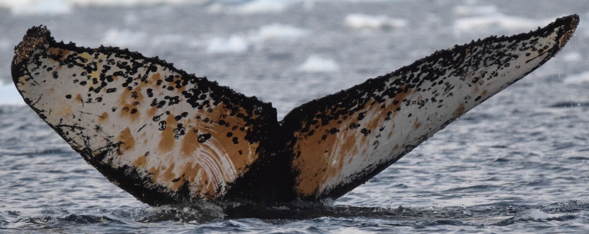 Fluke of HW-MN1307611