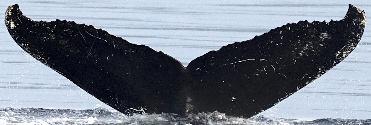 Fluke of Puhina (FS) aka Buddy (SE Alaska)