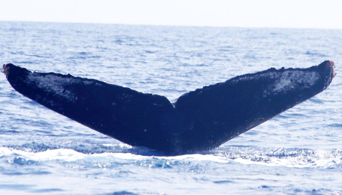 Fluke of HW-MN0440370